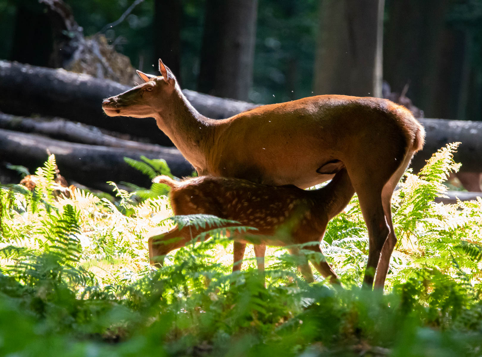 La forÃªt Ã  moins de 15 minutes sur le territoire de Rouen